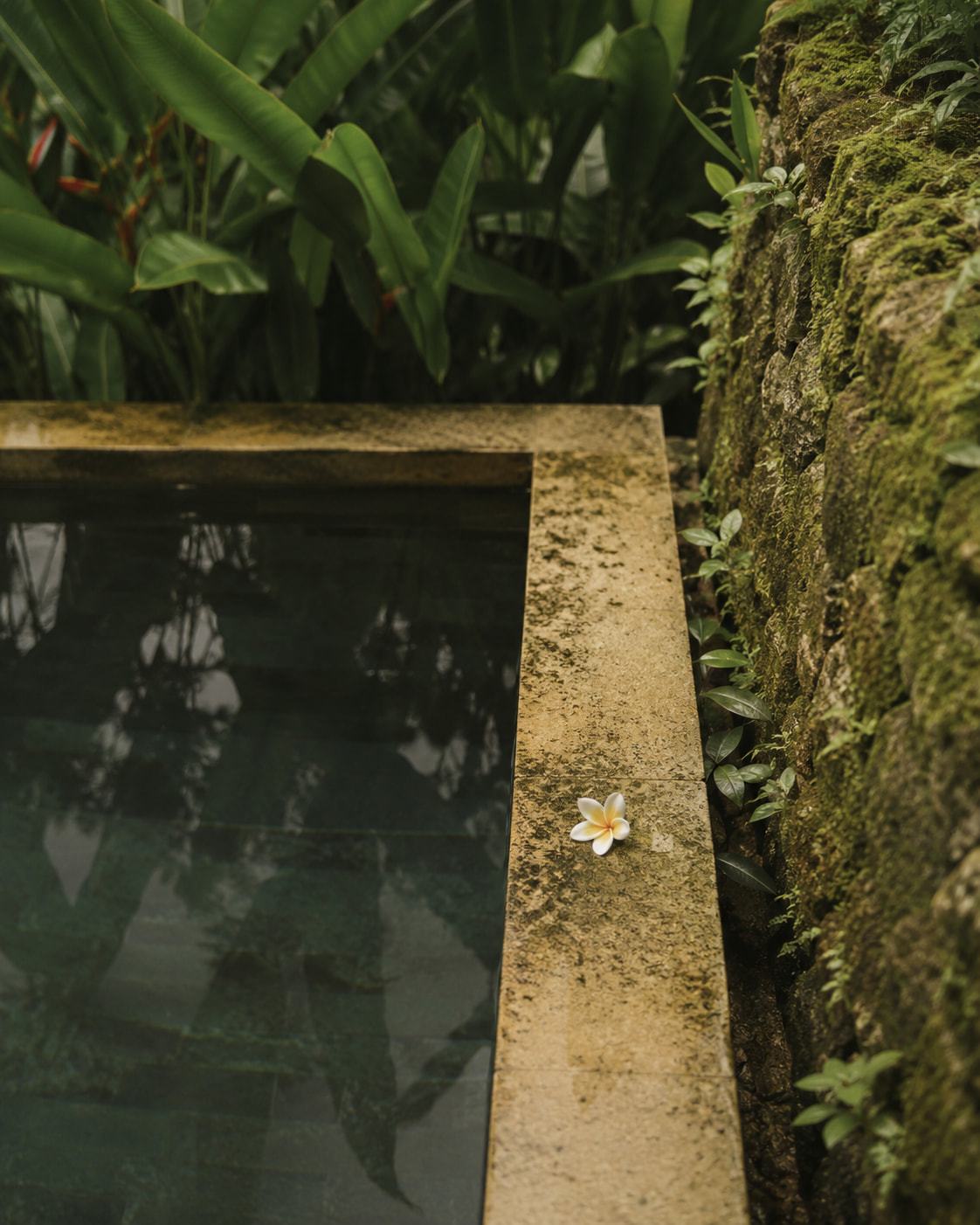 Plunge pool edge with moss stone and a frangipani flower